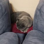 милые домашние животные😸🐱🐌🐌🐚 - @max_and_shelley - Instagram
