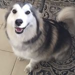 Max Shelley - @maxshelley0 - Instagram
