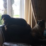 The Shelley Dogs - @shadow_max.shelley - Instagram