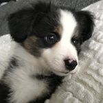 Max Shelton - @maxthemightymini - Instagram