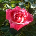 Max Sheppard - @maxsheppard12345 - Instagram