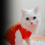 Ching chong - @max_shinny - Instagram