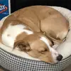 Maxwell - @maxshoemaker62 - TikTok