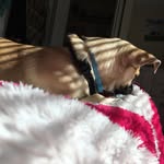 Max Silvera - @max_doggo13 - Instagram