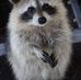 Max Singleton - Facebook