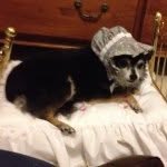 Max Skelton - @max_the_dog35 - Instagram