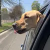 max❤️🐶 - @maxslifers - TikTok