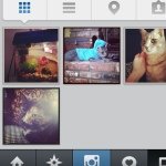 bo,max,snookums,rosey - @bo_max_snook_rosey - Instagram