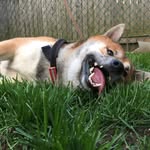 Max Sokolowski - @max__theshibainu - Instagram