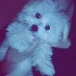 Max Solano - @little_max31 - Instagram