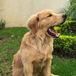 M A X 🦮 - @maxsolizgoldenretrieve - Instagram