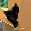 Spamalamadingdong - @giraffegymspam - TikTok
