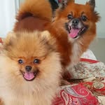 Amora & Máximus - @amora_max_spitz - Instagram