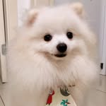Max - O Spitz - @max.o.spitz - Instagram