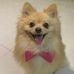 MAX - The German Spitz - Facebook