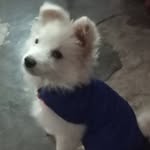 max 🙂💕|| Indian Spitz - @max0151122 - Instagram