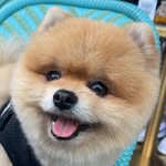 MAX🧸| Feno Spitz - @maxthespitzz - Instagram