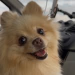 Max🐶❤️🐾 I'm Pomeranian Spitz - @pomeranian_boy_maxi - Instagram