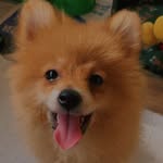 Max - @max_spitz_alemao - Instagram