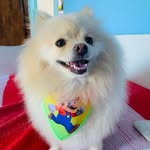 Max - @max_spitzalemao1 - Instagram
