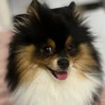 Max Spitz - @max_dog.spitz - Instagram