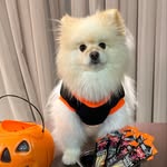 MAX SPITZ - @maxdogspitz2020 - Instagram