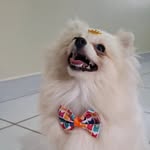 MAX SPITZ ✨️ PET INFLUENCER - @max_ospitz - Instagram