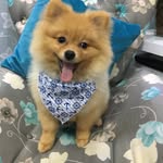 Max Spitz Alemao - @max_meuspitz - Instagram