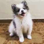Max Spitz Dog - @maxspitzdog - Instagram