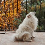 Max The Spitz - @maxtheromanianspitz - Instagram