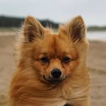Max the Spitz - @maxi.the.spitz - Instagram