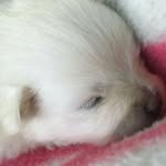 spitz.max - @maxspitzpet - Instagram