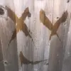 hehehebebeve - @max_sprays - TikTok
