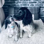 Boë & Max - Springer Spaniels - @hello_boe - Instagram