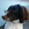 Max 🐶 - @max.thespringer - TikTok