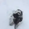🐾🐶Max🐶🐾 - @max_the_springer - TikTok