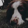 max millar - @maxthespringer15 - TikTok