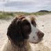 Max Springer - Facebook