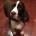 Max the Springer - @maxwellthespringer - Instagram