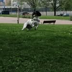Max the springer - @maxitothespringer - Instagram