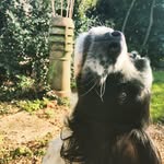 Max The Springer - @maxthespring - Instagram