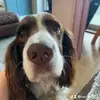max the springer spaniel - @max.the.springer - TikTok