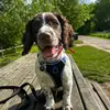 Maxthespringer - @maxthespringer7 - TikTok