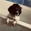 maxthespringer - @maxthespringer - TikTok