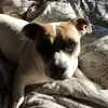 @kingdok - @maxwellspurgeon - TikTok