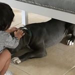 @max_stack_house_kennels - Instagram