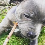 Max (Stafford) - @maxpower_stafford - Instagram