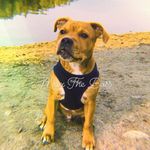 @max_stafford_bull_terrier - Instagram