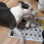Max the American Stafford - @maxtheamstaffy - Instagram