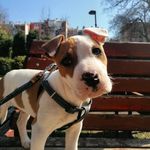 Max The Stafford - @staffordshire_max - Instagram